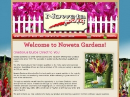 Noweta Gardens Gladiolus Flower Bulbs
