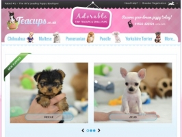 Teacups.co.uk: Small Puppies For Sale