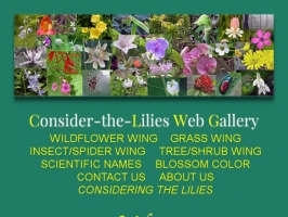 Consider-the-Lilies Web Gallery