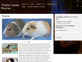 guinea pig rescue and rehoming in scotland
